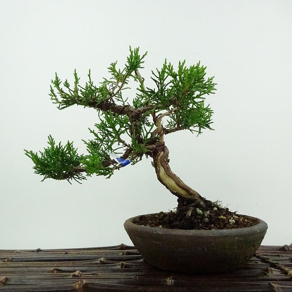 盆栽 真柏 樹高 約17cm しんぱく Juniperus chinensis シンパク ジン シャリ ヒノキ科 常緑樹 鑑賞用 観賞用 小品 d1201887047