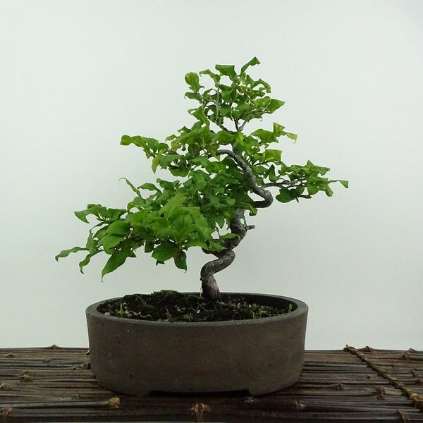 盆栽 老爺柿 樹高 約22cm ろうやがき Diospyros rhombifolia ロウヤガキ 雄 オス カキノキ科 落葉～半落葉樹 鑑賞用 観賞用 d1201898303