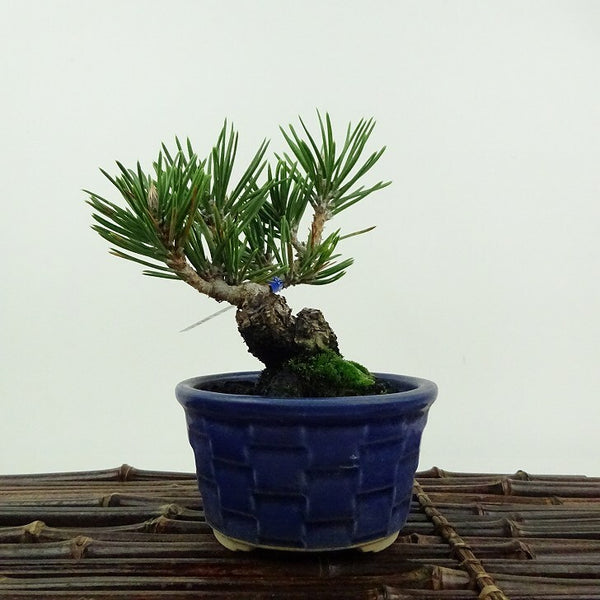 盆栽 松 黒松 寸松 樹高 約13cm くろまつ Pinus thunbergii クロマツ スンショウ 寸梢マツ科 常緑針葉樹 鑑賞用 観賞用 小品 e1201887104