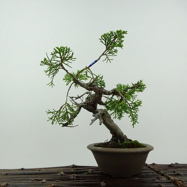 盆栽 真柏 樹高 約18cm しんぱく Juniperus chinensis シンパク ジン シャリ ヒノキ科 常緑樹 鑑賞用 観賞用 小品 k1201885720