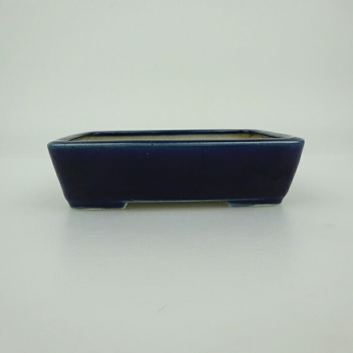 Newest Products - 森流 GreenFlow - 動植物造景專門店 – 頁163