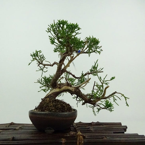 盆栽 真柏 樹高 約18cm しんぱく Juniperus chinensis シンパク ジン シャリ ヒノキ科 常緑樹 鑑賞用 観賞用 小品 n1202652093