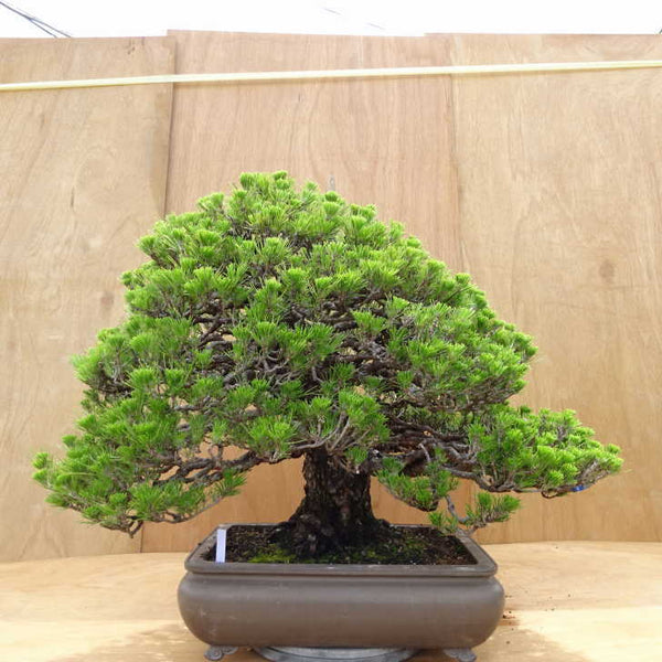 盆栽 松 黒松 万松宝 樹高 約57cm くろまつ Pinus thunbergii クロマツ マツ科 常緑針葉樹 観賞用 大型 1202958196