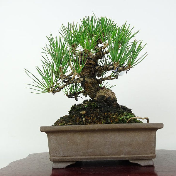 盆栽 松 黒松 樹高 約18cm くろまつ Pinus thunbergii クロマツ マツ科 常緑針葉樹 鑑賞用 観賞用 小品 s1202986201