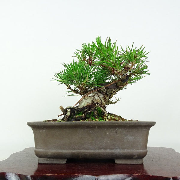 盆栽 松 黒松 樹高 約15cm くろまつ Pinus thunbergii クロマツ マツ科 常緑針葉樹 鑑賞用 観賞用 小品 c1202973147