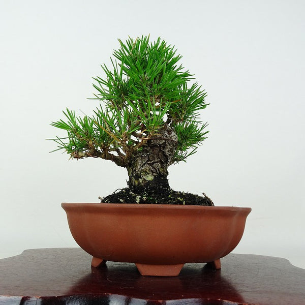 盆栽 松 黒松 樹高 約15cm くろまつ Pinus thunbergii クロマツ マツ科 常緑針葉樹 鑑賞用 観賞用 小品 u1202998104