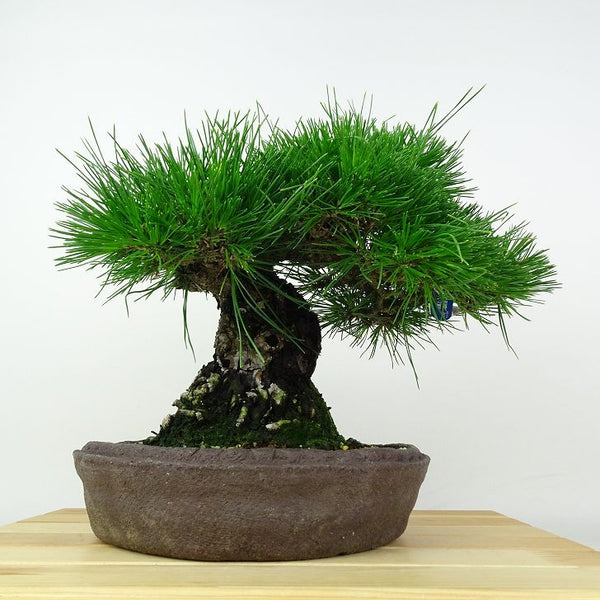 盆栽 松 黒松 樹高 約26cm くろまつ Pinus thunbergii クロマツ マツ科 常緑針葉樹 鑑賞用 観賞用 k1202977757