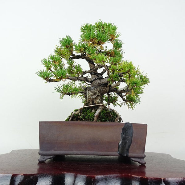 盆栽 松 五葉松 樹高 約18cm ごようまつ Pinus parviflora ゴヨウマツ マツ科 常緑針葉樹 鑑賞用 観賞用 小品 k1202984300