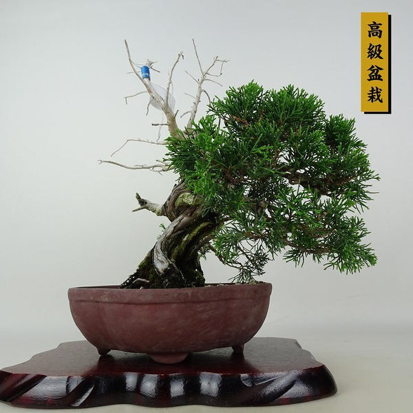 盆栽 真柏 樹高 約25cm しんぱく 高級盆栽 Juniperus chinensis シンパク ジン シャリ ヒノキ科 常緑樹 観賞用 o1202999501