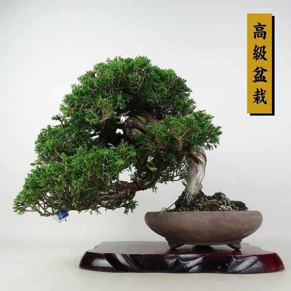 盆栽 真柏 樹高 約27cm しんぱく 高級盆栽 Juniperus chinensis シンパク ジン シャリ ヒノキ科 常緑樹 観賞用 d1202998050