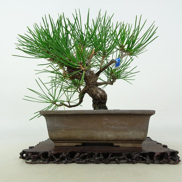 盆栽 松 黒松 樹高 約15cm くろまつ Pinus thunbergii クロマツ マツ科 常緑針葉樹 鑑賞用 観賞用 小品 b1202988102