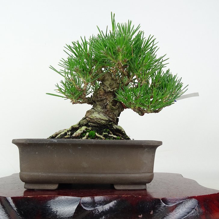 盆栽 松 黒松 樹高 約16cm くろまつ Pinus thunbergii クロマツ マツ科
