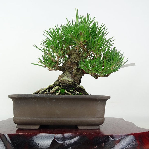 盆栽 松 黒松 樹高 約16cm くろまつ Pinus thunbergii クロマツ マツ科 常緑針葉樹 鑑賞用 観賞用 小品 d1202992903
