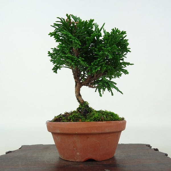 盆栽 桧 津山桧 樹高 約10cm つやまひのき Chamaecyparis obtusa ツヤマヒノキ ヒノキ科 常緑樹 観賞用 小品 c1202983961