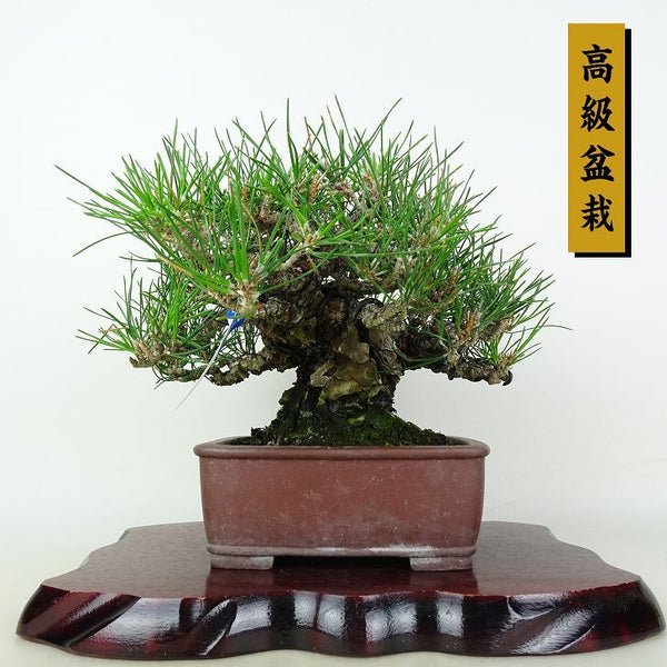 盆栽 松 黒松 樹高 約29cm くろまつ 高級盆栽 Pinus thunbergii クロマツ マツ科 常緑針葉樹 鑑賞用 観賞用 c1202986617