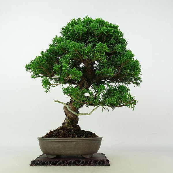 盆栽 真柏 樹高 約25cm しんぱく Juniperus chinensis シンパク ジン シャリ ヒノキ科 常緑樹 観賞用 l1202989813