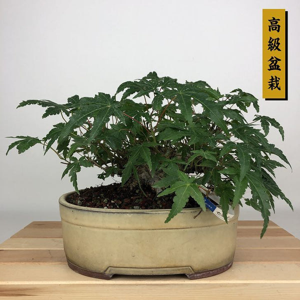 盆栽 紅葉 樹高 約13cm もみじ 高級盆栽 Acer palmatum モミジ カエデ科 落葉樹 鑑賞用 観賞用 小品 g1203774528