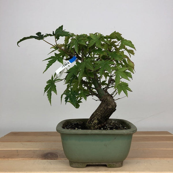 盆栽 紅葉 樹高 約14cm もみじ Acer palmatum モミジ カエデ科 落葉樹 鑑賞用 観賞用 小品 o1203770443