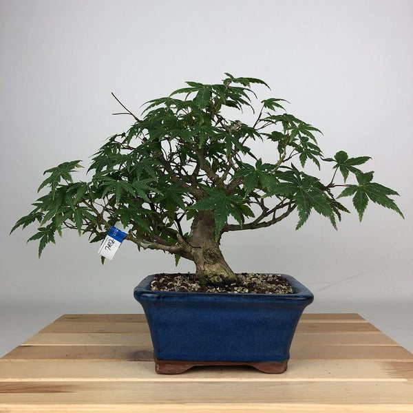 盆栽 紅葉 樹高 約20cm もみじ Acer palmatum モミジ カエデ科 落葉樹 鑑賞用 観賞用 小品 b1203765344
