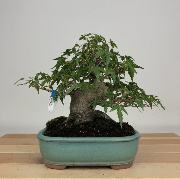 盆栽 紅葉 樹高 約15cm もみじ Acer palmatum モミジ カエデ科 落葉樹 鑑賞用 観賞用 小品 x1203752697