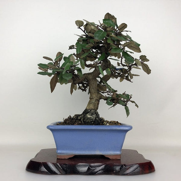 盆栽 寒茱萸 樹高 約29.5cm かんぐみ Elaeagnus カングミ グミ科 常緑樹 鑑賞用 観賞用 p1203762249