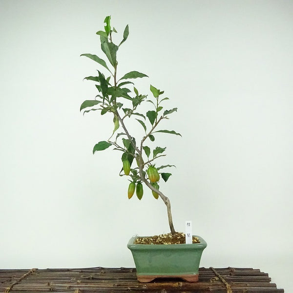 盆栽 老爺柿 彗星 樹高 約45cm ろうやがき Diospyros rhombifolia ロウヤガキ 実物 雌木 カキノキ科 落葉～半落葉樹 鑑賞用 観賞用 x1203760369