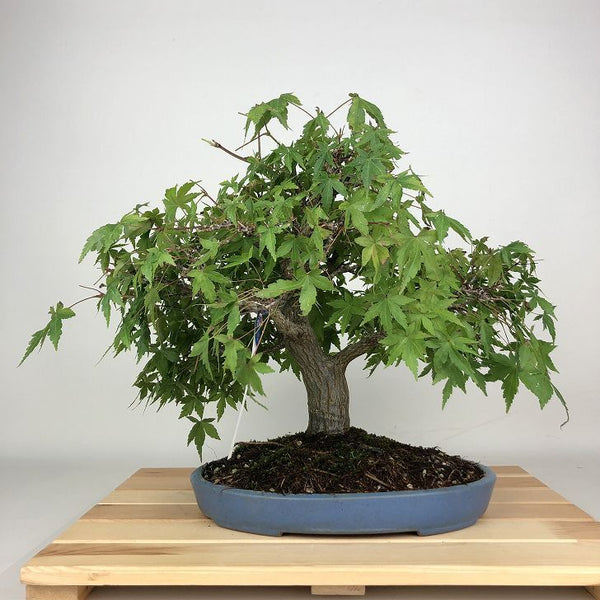 盆栽 紅葉 樹高 約29cm もみじ Acer palmatum モミジ カエデ科 落葉樹 鑑賞用 観賞用 k1203753341