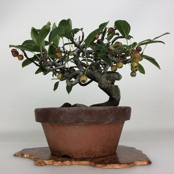 盆栽 海棠 樹高 約16cm かいどう Malus micromalus カイドウ バラ科 落葉樹 鑑賞用 観賞用 小品 m1203761219