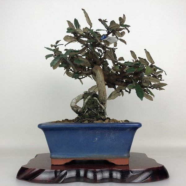 盆栽 寒茱萸 樹高 約23.5cm かんぐみ Elaeagnus カングミ グミ科 常緑樹 鑑賞用 観賞用 g1203776964