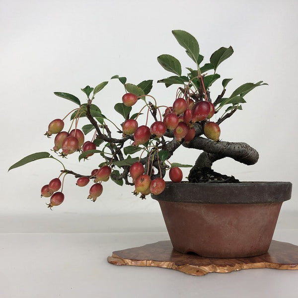 盆栽 姫美好 樹高 上下 約19cm ひめびこう ヒメビコウ バラ科 リンゴ属 落葉樹 鑑賞用 観賞用 小品 b1203766389