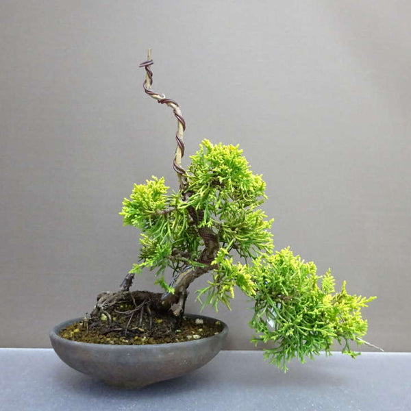 盆栽 真柏 黄金真柏 樹高 約23cm しんぱく Juniperus chinensis シンパク ジン シャリ ヒノキ科 常緑樹 鑑賞用 観賞用 q1203769684