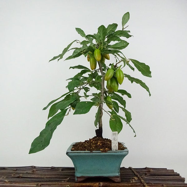 盆栽 老爺柿 緋竜 樹高 約36cm ろうやがき Diospyros rhombifolia ロウヤガキ 実物 雌木 カキノキ科 落葉～半落葉樹 鑑賞用 観賞用 d1203781869