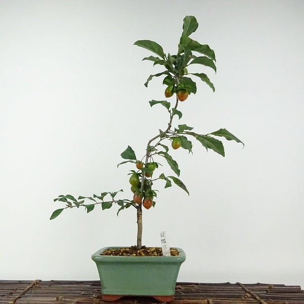 盆栽 老爺柿 紅瓢箪 樹高 約40cm ろうやがき ロウヤガキ 実物 雌木 カキノキ科 落葉～半落葉樹 鑑賞用 観賞用 f1203766147