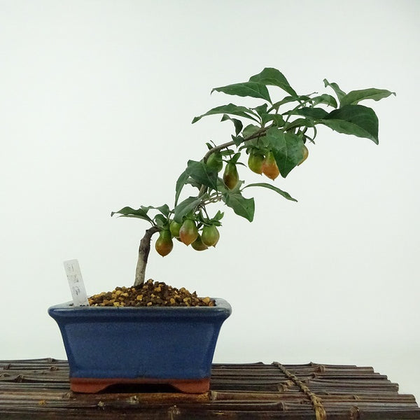 盆栽 老爺柿 紅ひょうたん 樹高 約21cm ろうやがき ロウヤガキ 実物 雌木 カキノキ科 落葉～半落葉樹 鑑賞用 観賞用 s1203779550