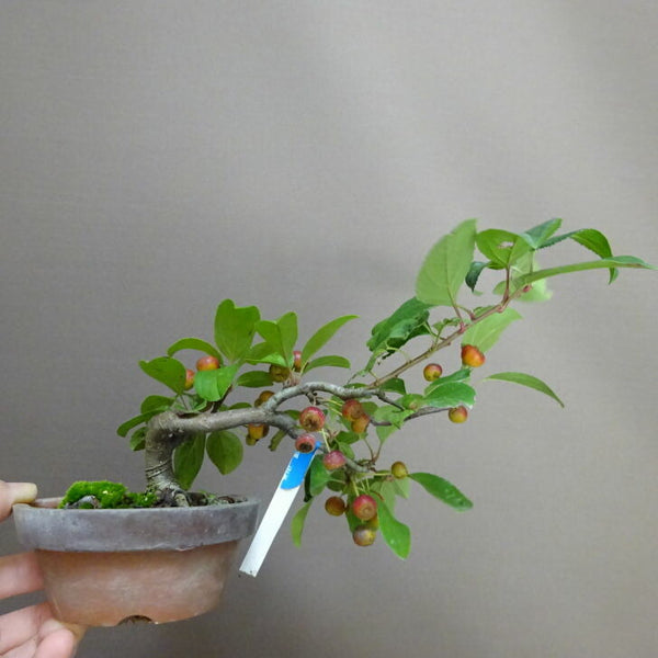 盆栽 海棠 樹高 約 11cm かいどう Malus micromalus カイドウ バラ科 落葉樹 鑑賞用 観賞用 小品 1203760626