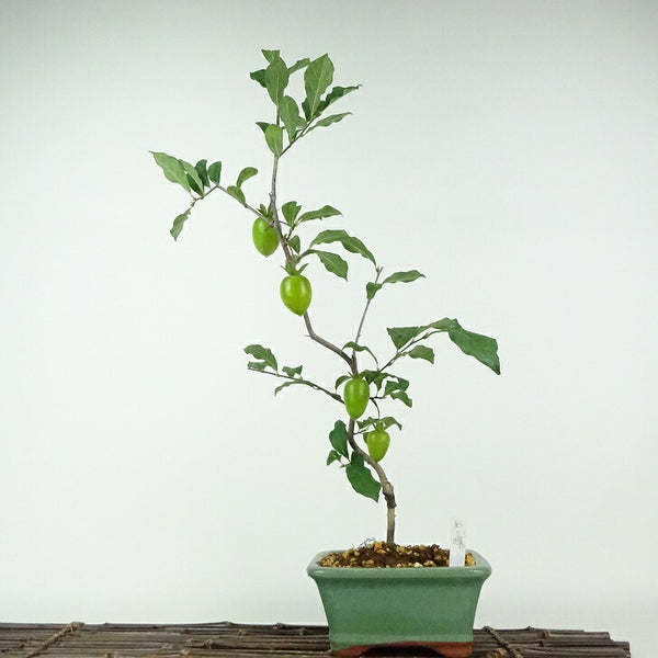 盆栽 老爺柿 彩の輝 樹高 約48cm ろうやがき Diospyros rhombifolia ロウヤガキ 実物 雌木 カキノキ科 落葉～半落葉樹 鑑賞用 観賞用 x1203765332