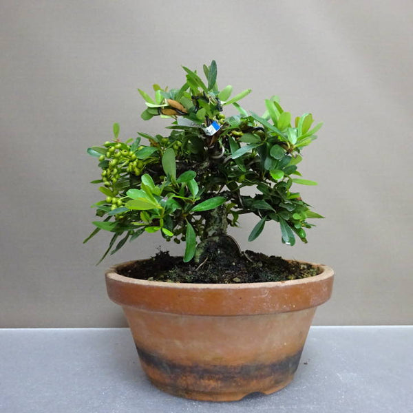 盆栽 ピラカンサ 樹高 約 16cm Pyracantha バラ科 常緑樹 鑑賞用 観賞用 小品 k1203768027