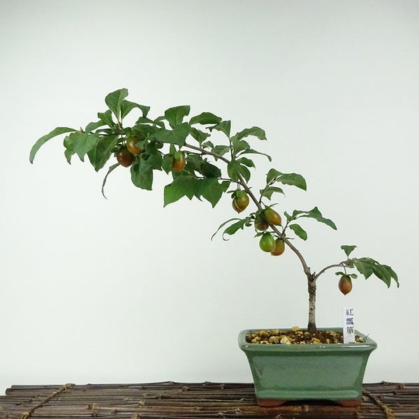 盆栽 老爺柿 紅瓢箪 樹高 約30cm ろうやがき ロウヤガキ 実物 雌木 カキノキ科 落葉～半落葉樹 鑑賞用 観賞用 m1203763239