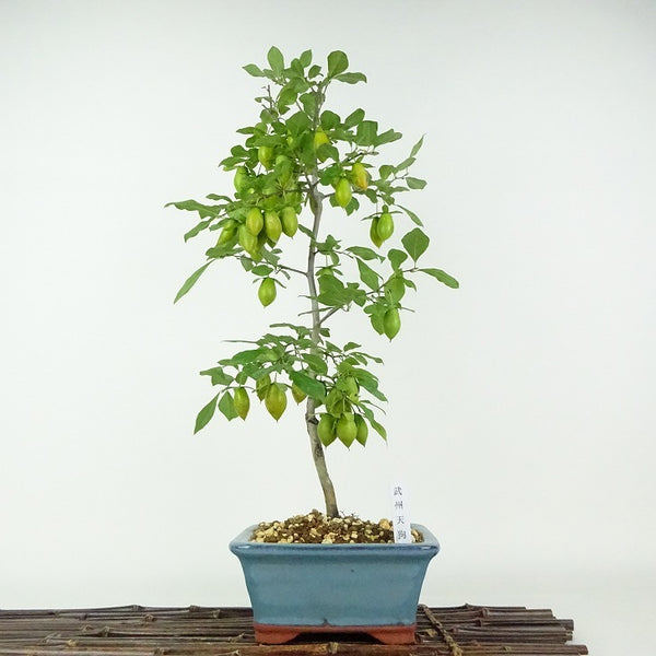 盆栽 老爺柿 武州天狗 樹高 約48cm ろうやがき ロウヤガキ 実物 雌木 カキノキ科 落葉～半落葉樹 鑑賞用 観賞用 q1203775012