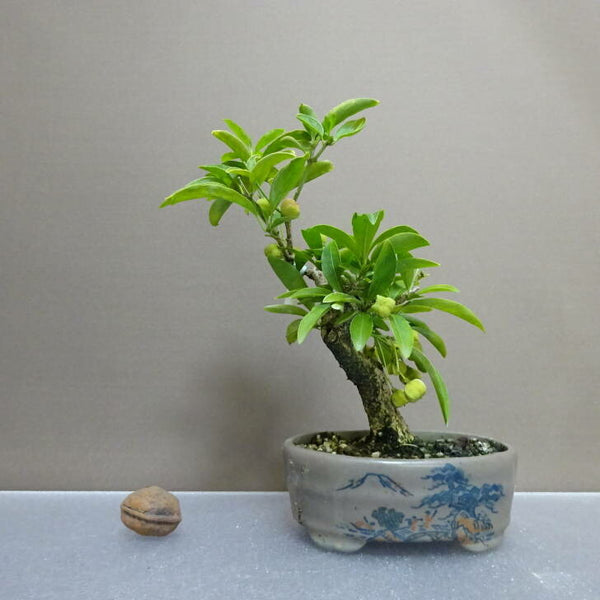 盆栽 真弓 樹高 約 18cm まゆみ Euonymus sieboldianus マユミ ニシキギ科 落葉広葉樹 鑑賞用 観賞用 小品 s1203773825