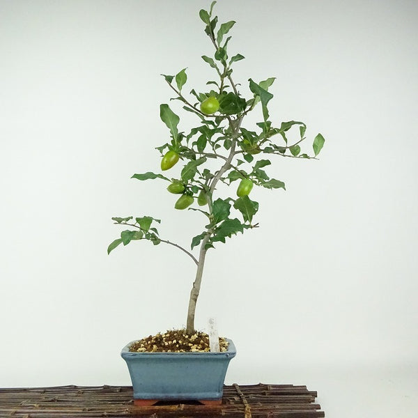 盆栽 老爺柿 富士紅 樹高 約50cm ろうやがき Diospyros rhombifolia ロウヤガキ 実物 雌木 カキノキ科 落葉～半落葉樹 鑑賞用 観賞用 r1203759340