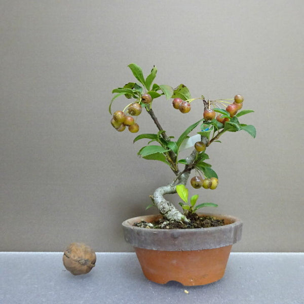 盆栽 海棠 樹高 約13.5cm かいどう Malus micromalus カイドウ バラ科 落葉樹 鑑賞用 観賞用 小品 c1203763048