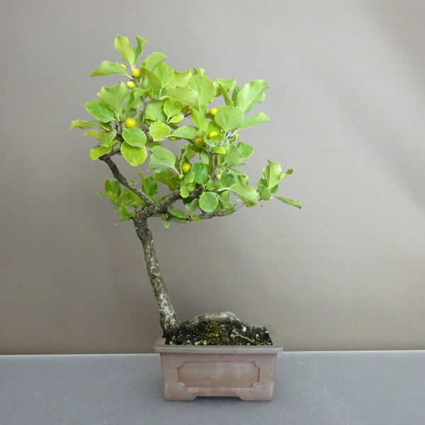 盆栽 蔓梅擬 樹高 約 25cm つるうめもどき ツルウメモドキ つる性 ニシキギ科 ツルウメモドキ属 落葉樹 鑑賞用 観賞用 h1203786391
