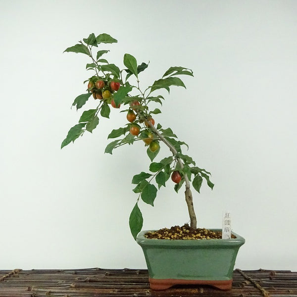 盆栽 老爺柿 紅瓢箪 樹高 約38cm ろうやがき Diospyros rhombifolia ロウヤガキ 実物 雌木 カキノキ科 落葉～半落葉樹 鑑賞用 観賞用 d1203781723
