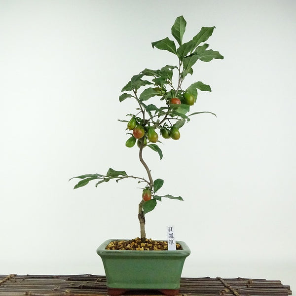 盆栽 老爺柿 紅瓢箪 樹高 約38cm ろうやがき Diospyros rhombifolia ロウヤガキ 実物 雌木 カキノキ科 落葉～半落葉樹 鑑賞用 観賞用 n1203770508