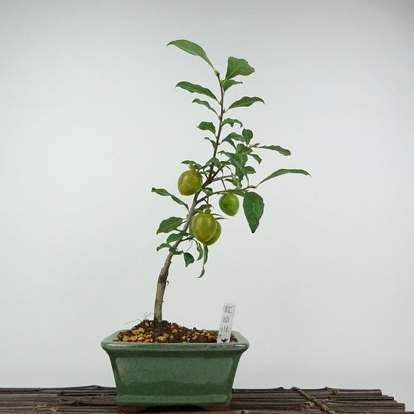 盆栽 老爺柿 紅涼山 樹高 約33cm ろうやがき Diospyros rhombifolia ロウヤガキ 実物 雌木 カキノキ科 落葉～半落葉樹 鑑賞用 観賞用 s1203777065