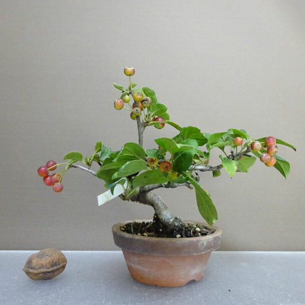 盆栽 海棠 樹高 約 12cm かいどう Malus micromalus カイドウ バラ科 落葉樹 鑑賞用 観賞用 小品 j1203776876