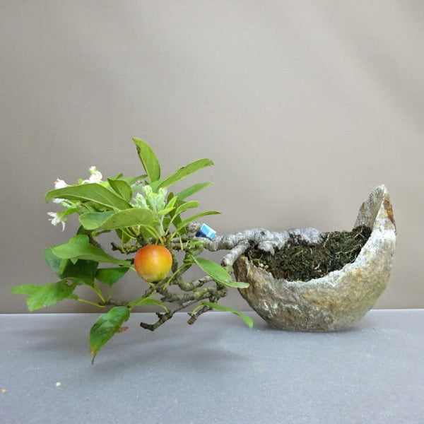 盆栽 姫林檎 上下 約 20cm ひめりんご Malus prunifolia ヒメリンゴ バラ科 リンゴ属 落葉樹 鑑賞用 観賞用 t1203768024