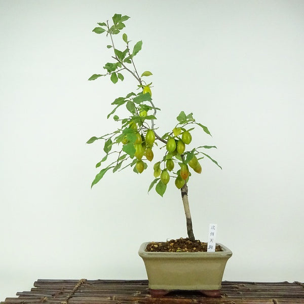 盆栽 老爺柿 武州天狗 樹高 約43cm ろうやがき ロウヤガキ 実物 雌木 カキノキ科 落葉～半落葉樹 鑑賞用 観賞用 h1203792256