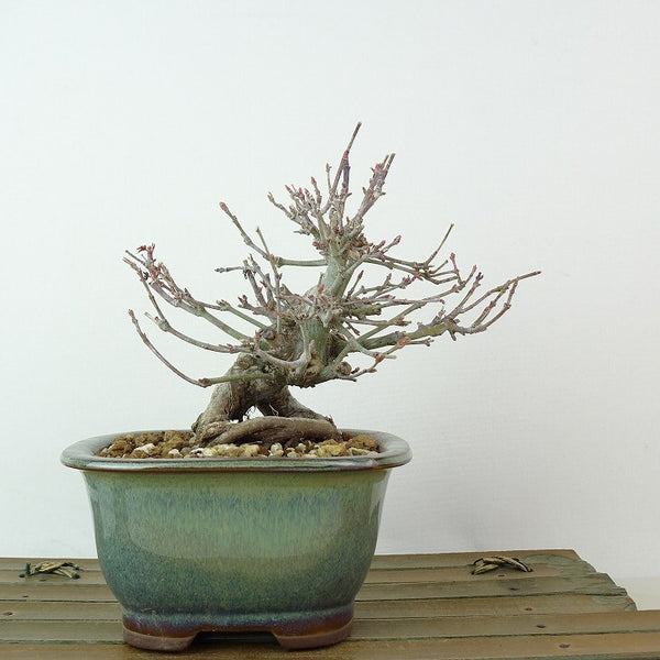 盆栽 紅葉 舞姫 樹高 約11cm もみじ Acer palmatum モミジ カエデ科 落葉樹 観賞用 小品 w1204378100